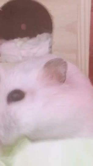 TikTok video thumbnail by baradesu