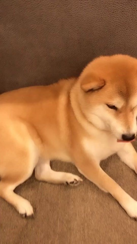 TikTok video thumbnail by mocochiyo