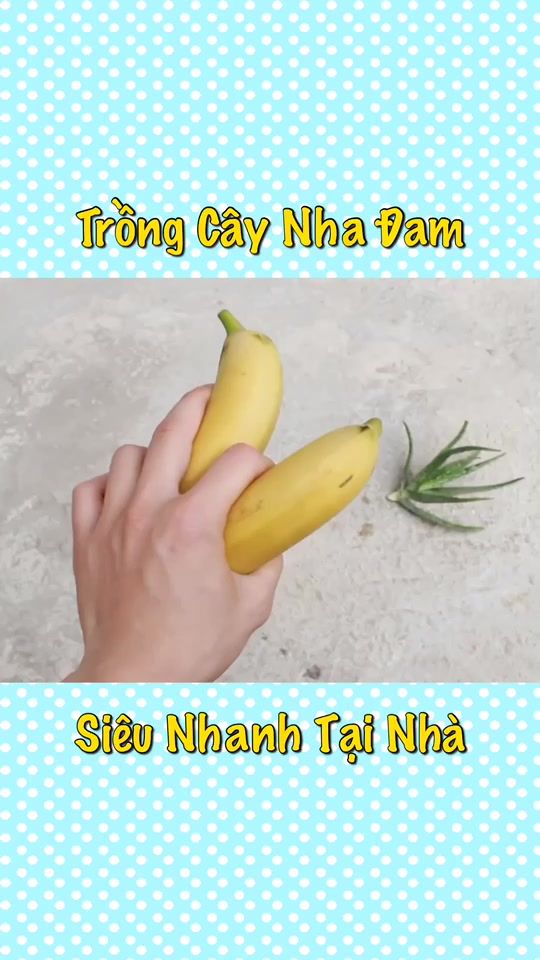 TikTok video thumbnail by bacthaybikip