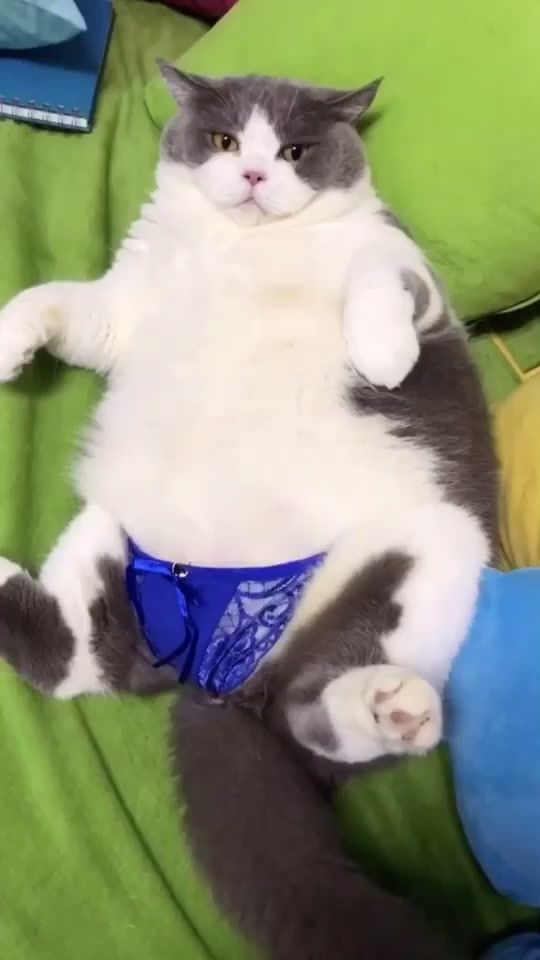 TikTok video thumbnail by stray_animals0