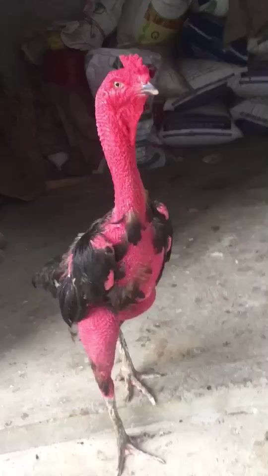 TikTok video thumbnail by fb_thaipi