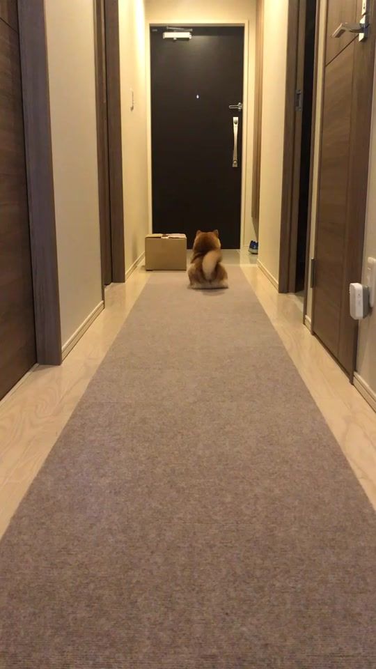 TikTok video thumbnail by kotaro_mame