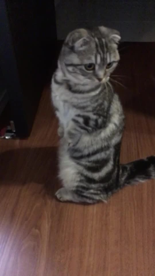TikTok video thumbnail by m.dogs.c0479