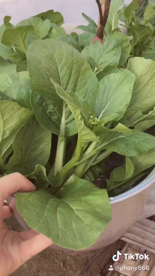 TikTok video thumbnail by phony666