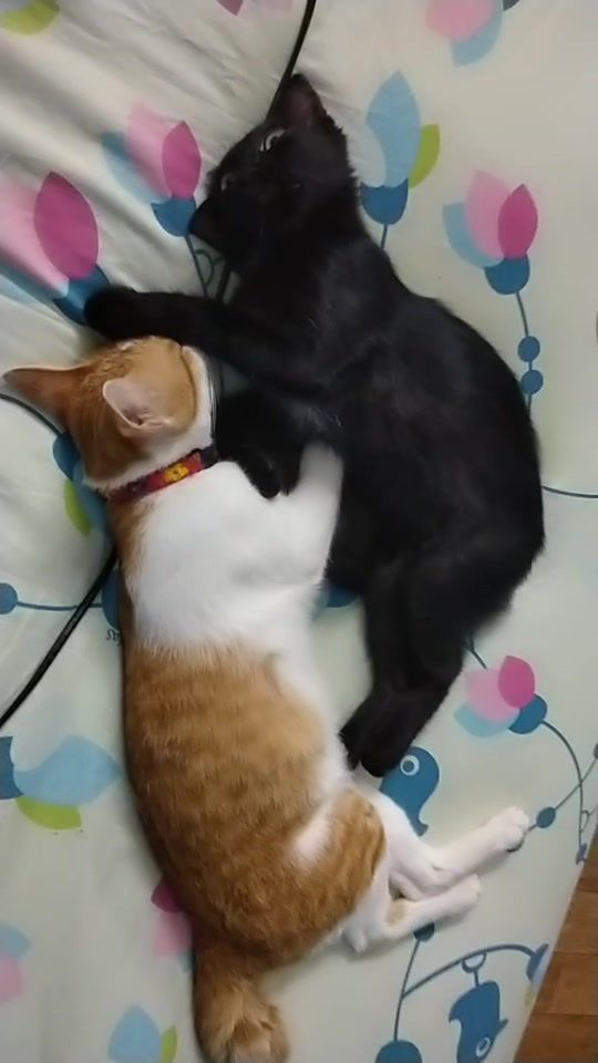 TikTok video thumbnail by nok_sk8740