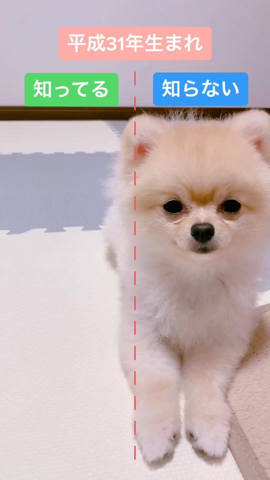 TikTok video thumbnail by pome_pii