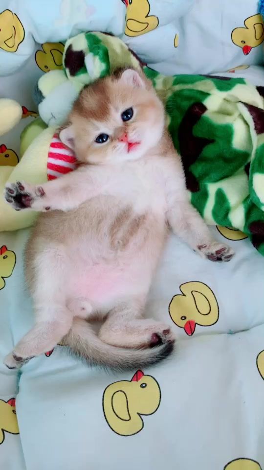 TikTok video thumbnail by chermarn_cattery