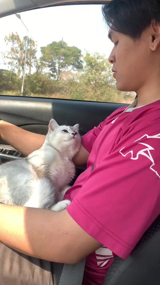 TikTok video thumbnail by kamucat